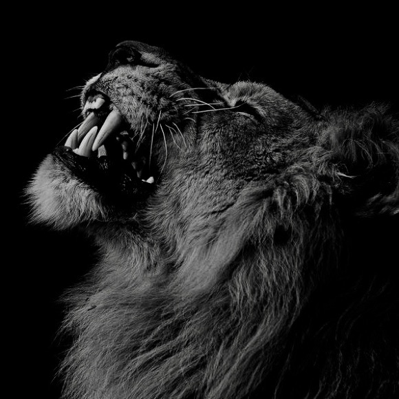 Meet your Posher, Marco - Picture 1 of 1